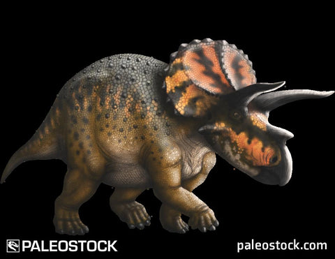 Scaly Triceratops stock image