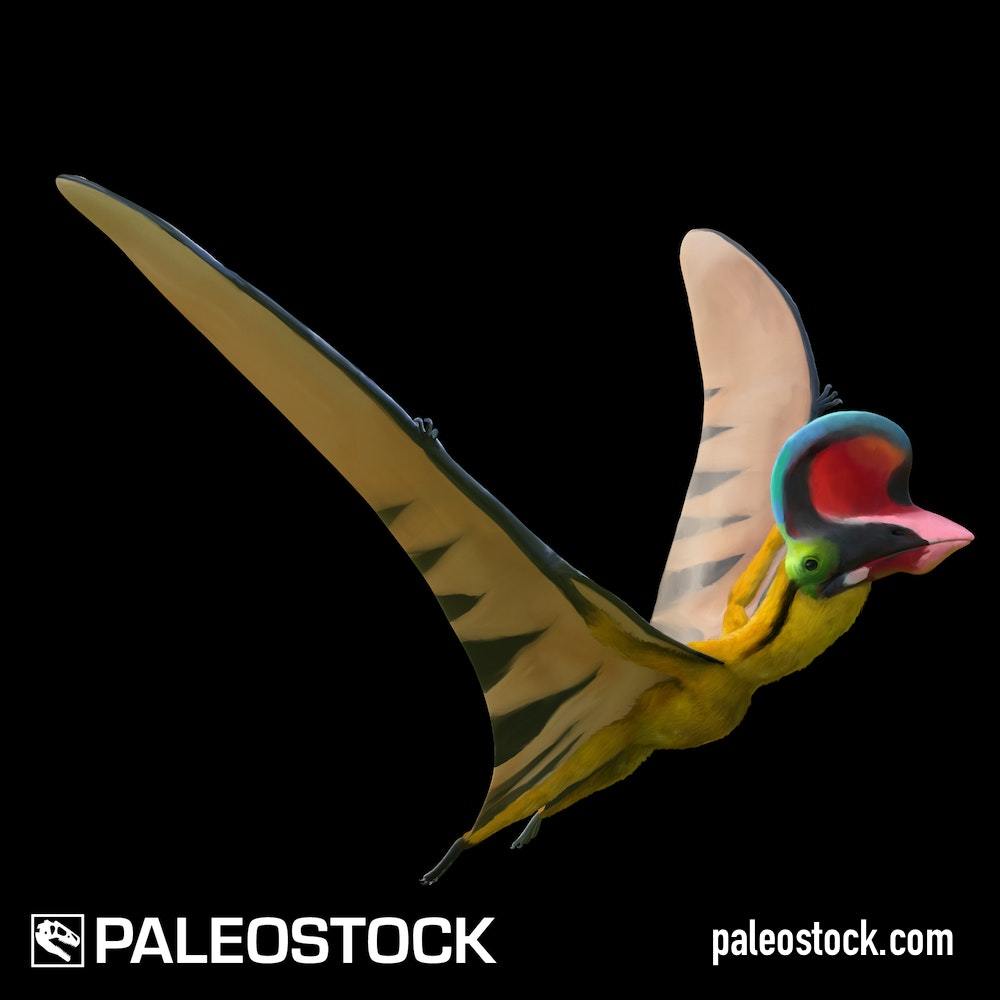 Sinopterus colloratus stock image