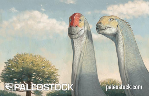 Sleeping Camarasaurs stock image