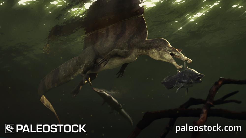 Spinosaurus Catching Mawsonia stock image