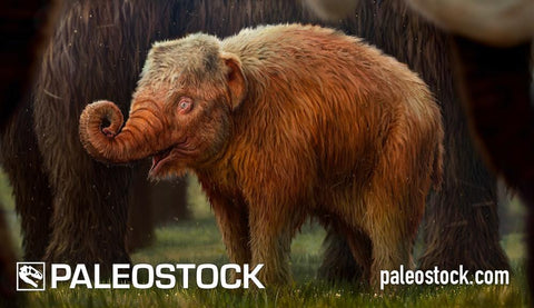 Strawberry Mammoth stock image
