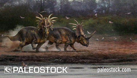 Styracosaurus stock image