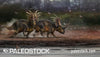 Styracosaurus stock image