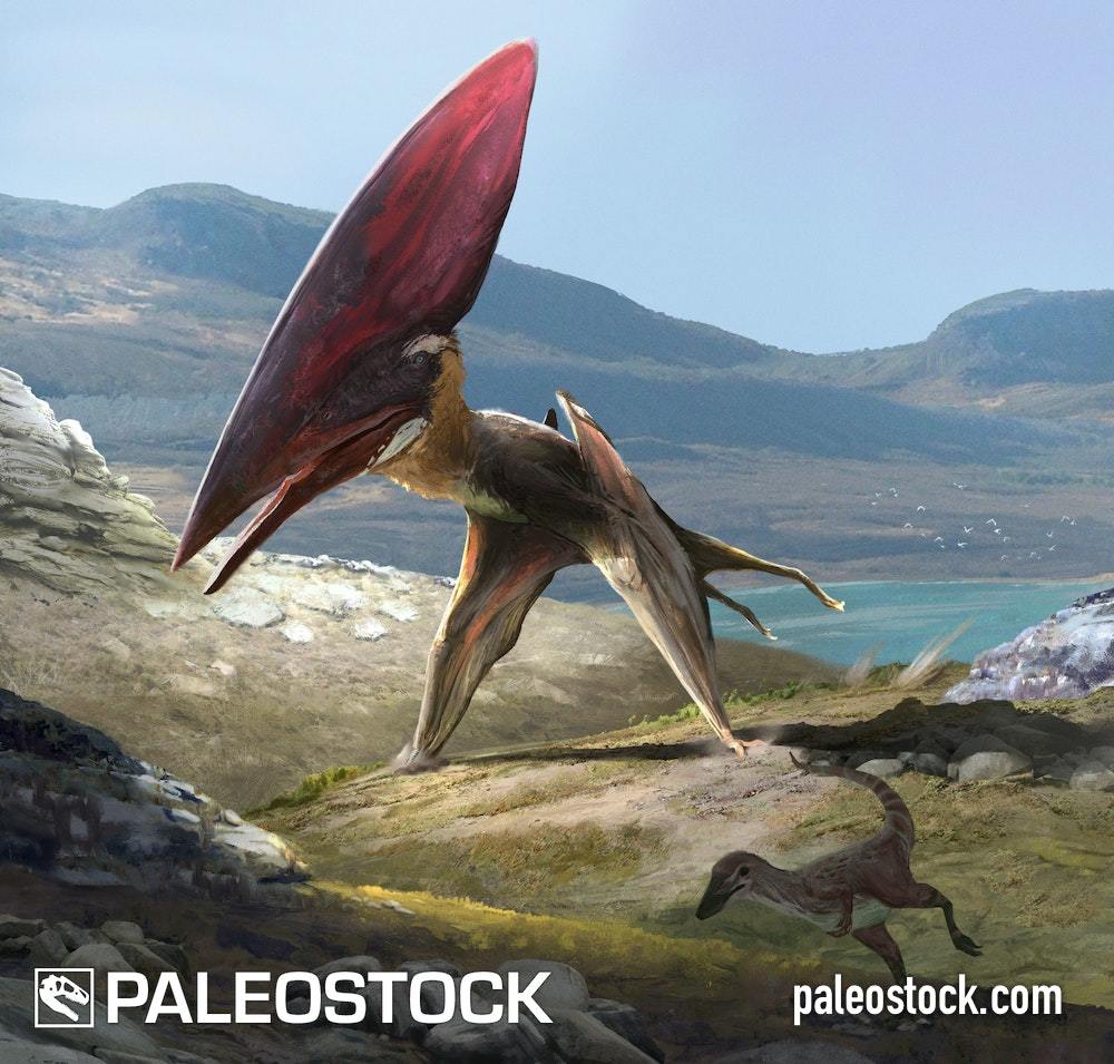 Thalassodromeus Chase stock image