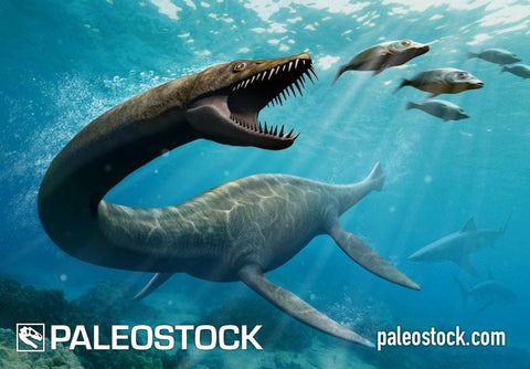 Thalassomedon stock image