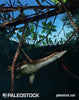 Thililua Among Mangroves stock image