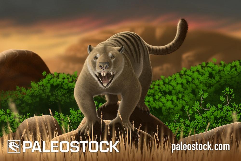 Thylacoleo stock image