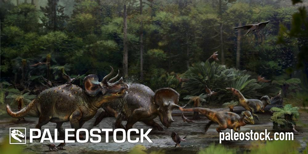 Triceratops Being Horridus stock image