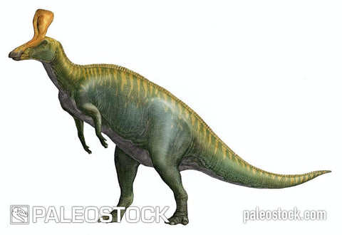 Tsintaosaurus Spinorhinus stock image
