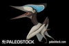 Tupuxuara longicristatus stock image