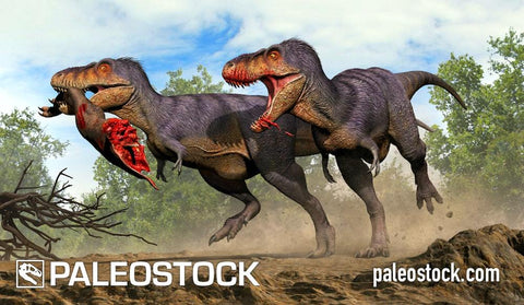 Two Tarbosaurus bataar stock image