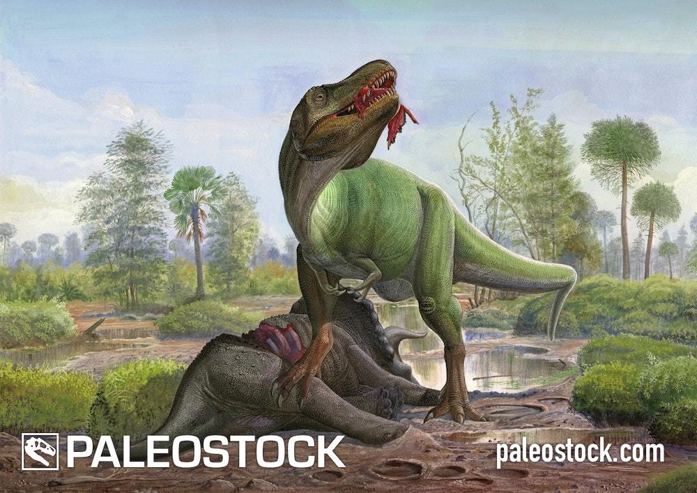 Tyrannosaurus rex And Triceratops prorsus stock image