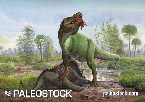 Tyrannosaurus rex And Triceratops prorsus stock image