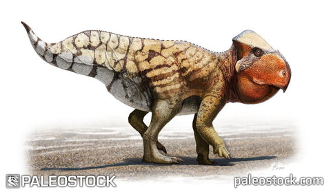 Udanoceratops stock image