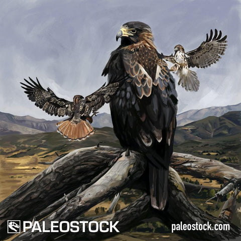 Woodward's Eagle stock image