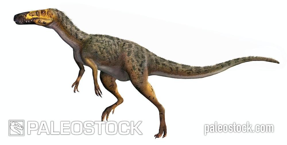 Xiongguanlong Baimoensis stock image