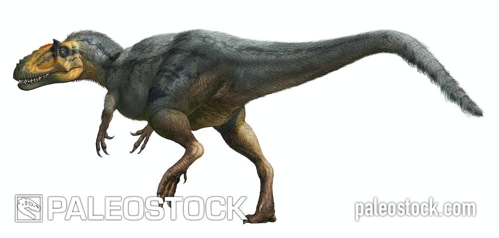 Yutyrannus Huali stock image